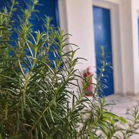 εvi Evan 갈리사스